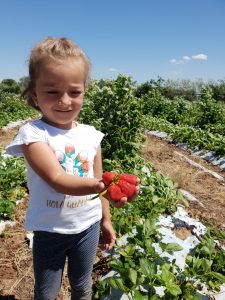 Invităm familiile la cules de căpșuni și cireșe NESTROPITE la Ferma Bio Mironești, duminică 5 iunie. Copiii vin GRATUIT!