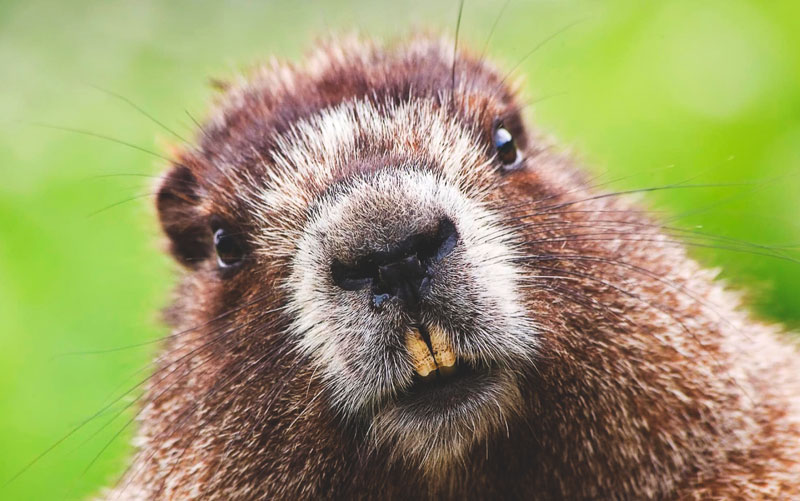 castor KIDIBOT Bătăliile Cunoașterii