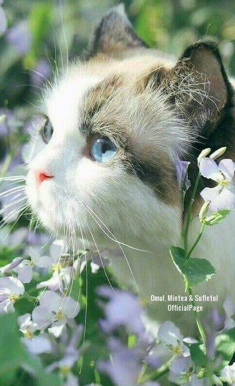 Gaseste Sinonimul KIDIBOT B t liile Cunoa terii