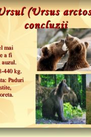 Animale sălbatice din pădurile ţării noastre (2) Ursul !