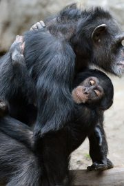 Minunata lume a animalelor-cimpanzeul