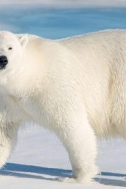 Minunata lume a animalelor-Ursul Polar