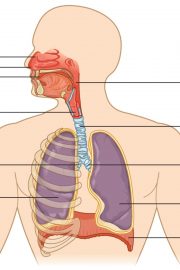 Sistemul respirator uman