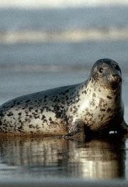 Minunata lume a animalelor – foca cenusie