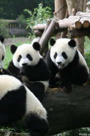 Minunata lume a animalelor-ursul panda urias