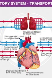 Sistemul circulator și circulația la mamifere/om