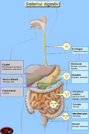 Functiile de nutritie