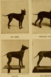 Famous Dogs through history