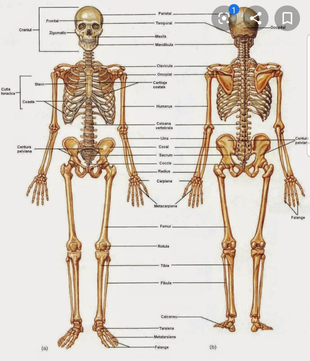 sistemul locomotor