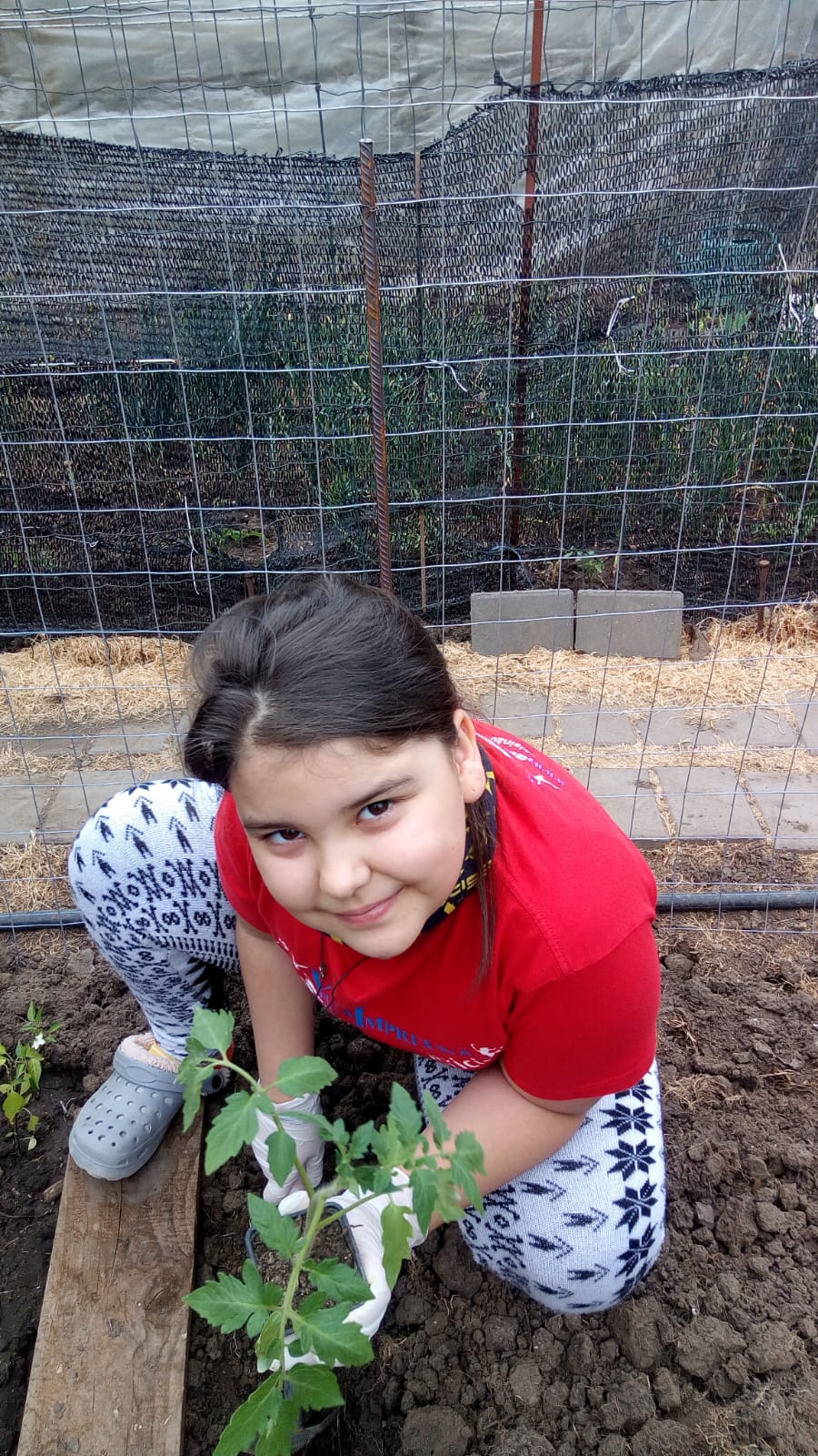 Plantare răsaduri roșii