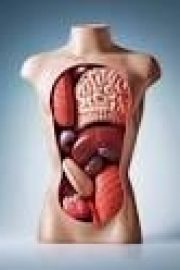 Organele corpului
