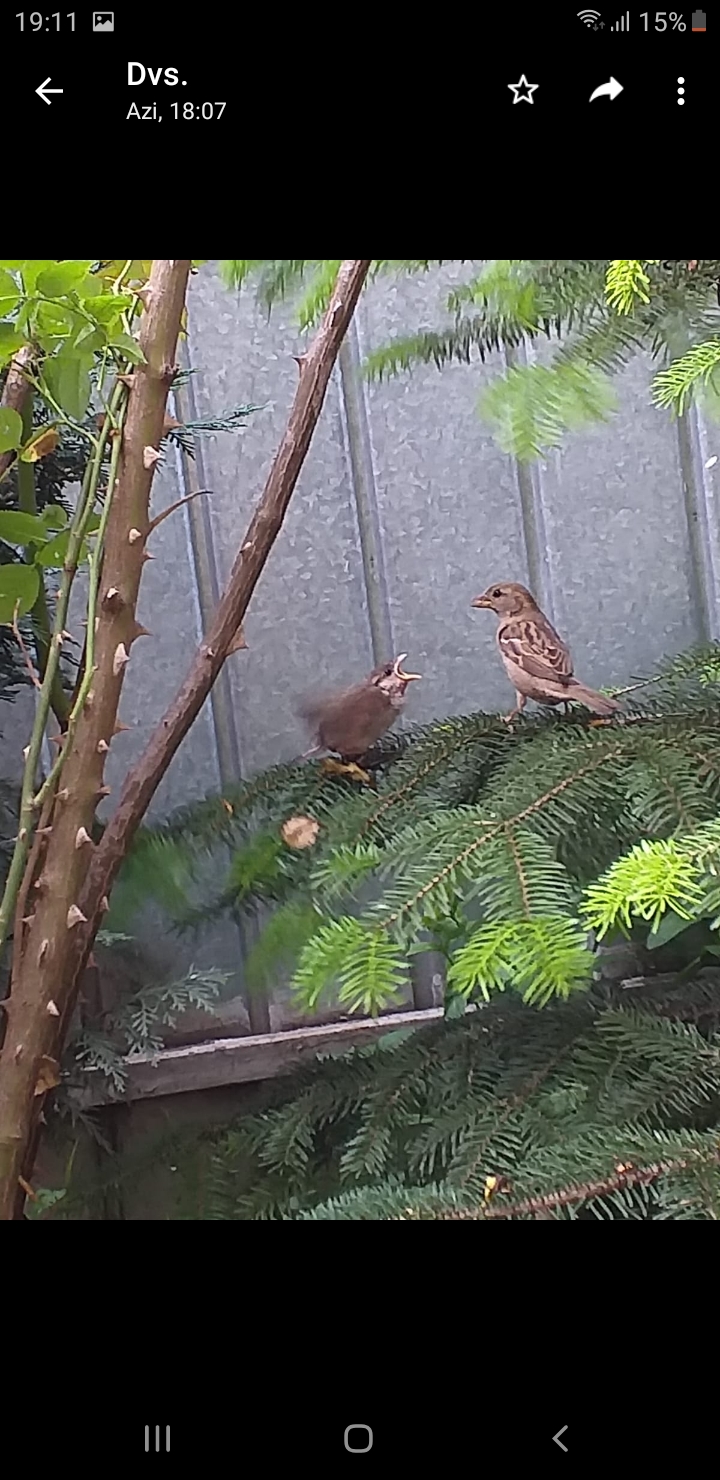 Salvare pui pasare – CIPI