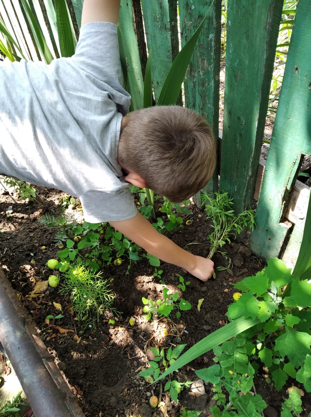 Ajutor in gradina