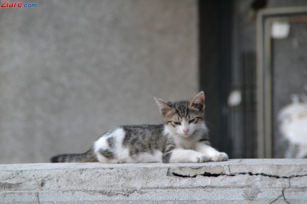 Am hrănit pisicuțe orfană de pe stradă.