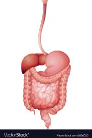 Sistemul digestiv și digestia la om