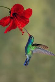 Pasarea colibri