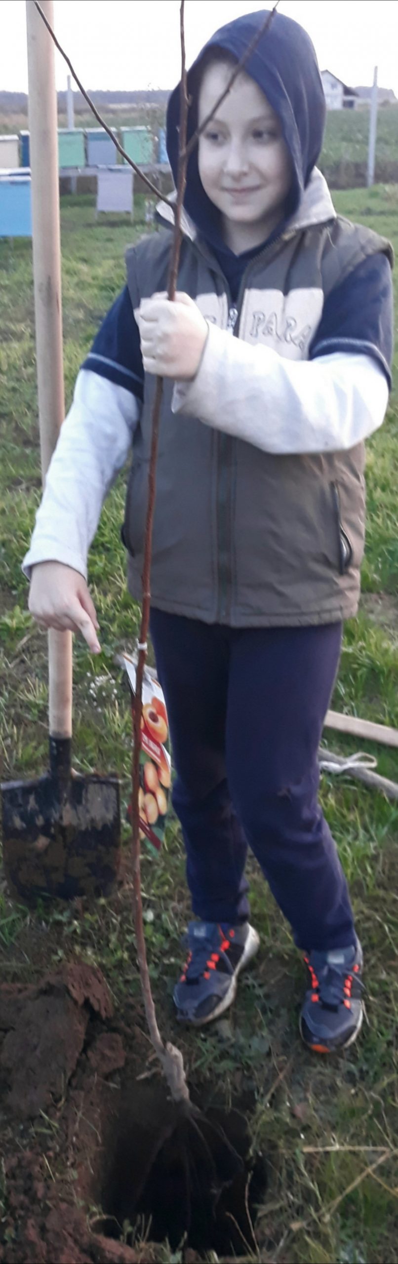 Plantarea unui pom