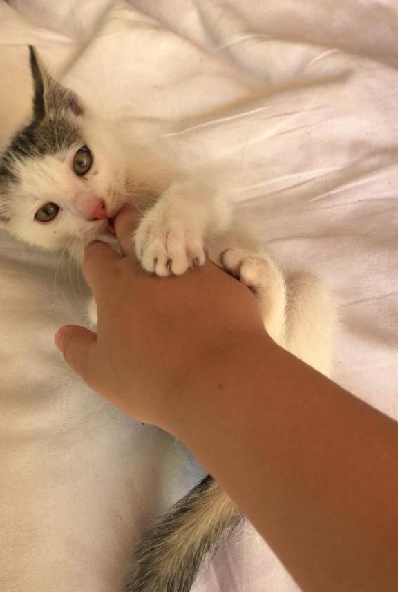 Am ajutat o pisica de pe strada