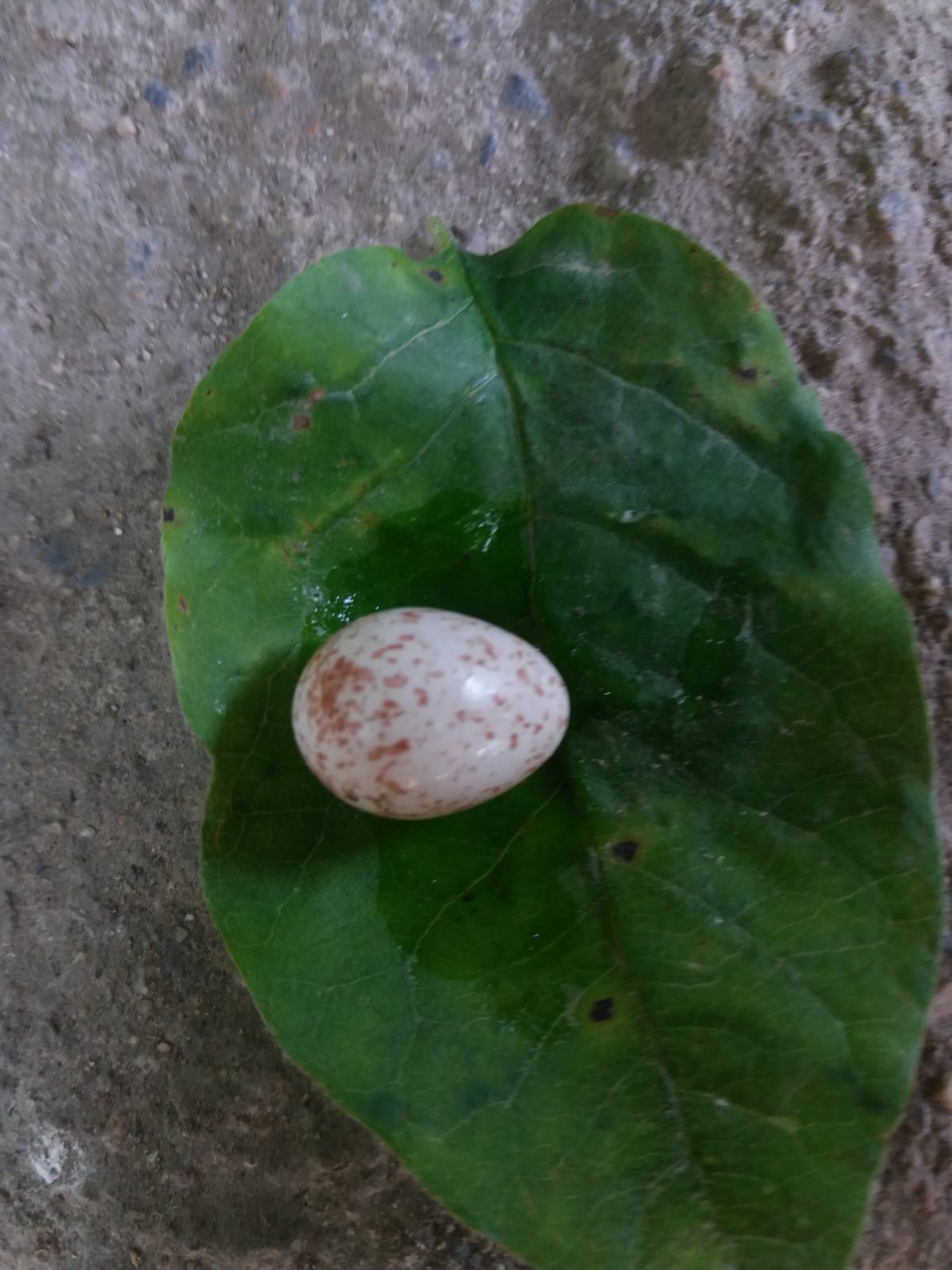 Am inapoiat oul unei pasari