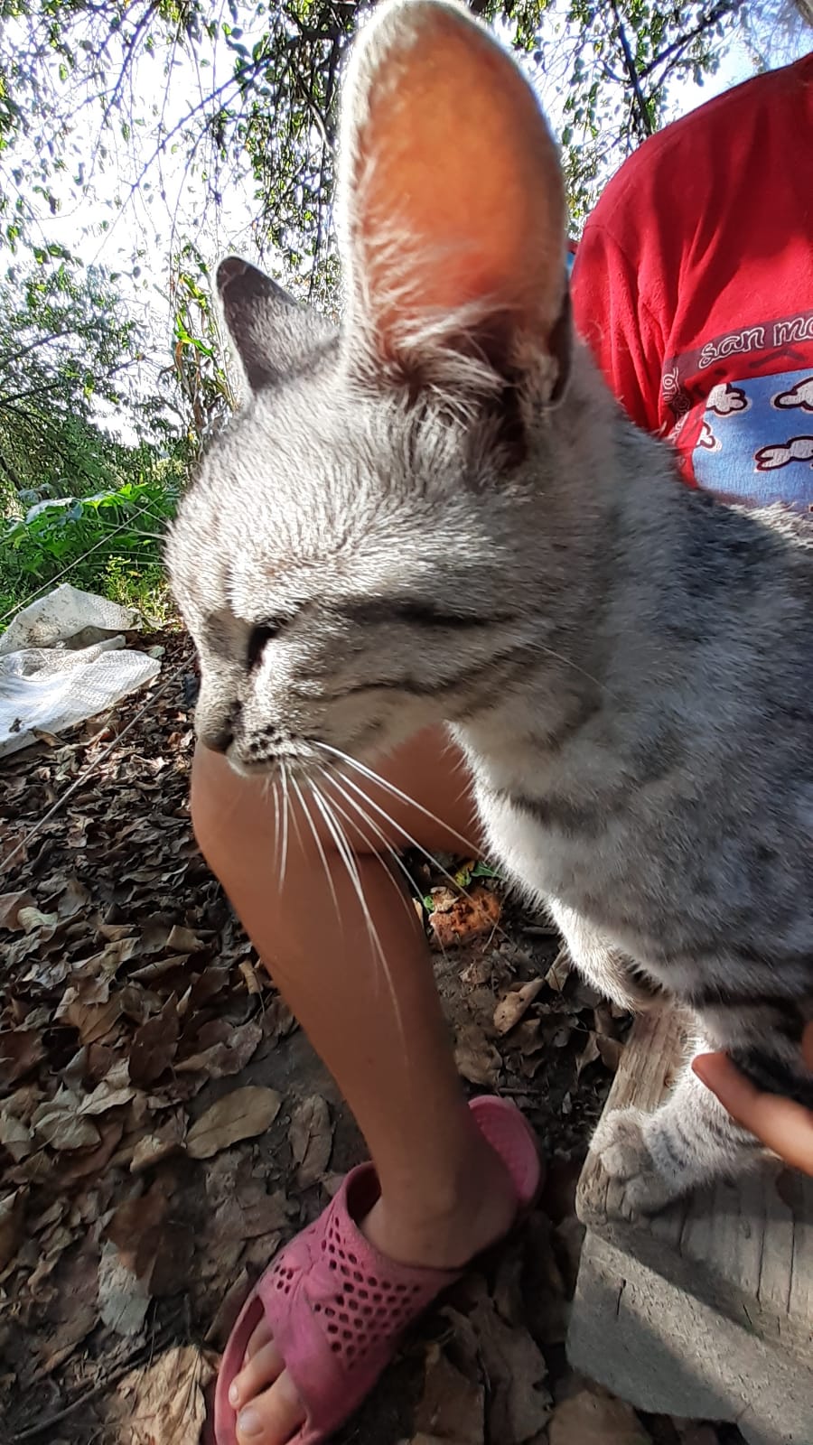 Am salvat o pisica ce ratacea prin gunoaie!