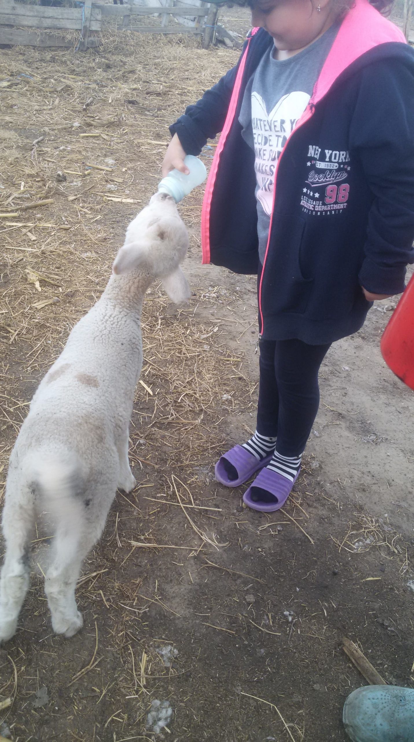 Hrănirea unui mieluț orfan