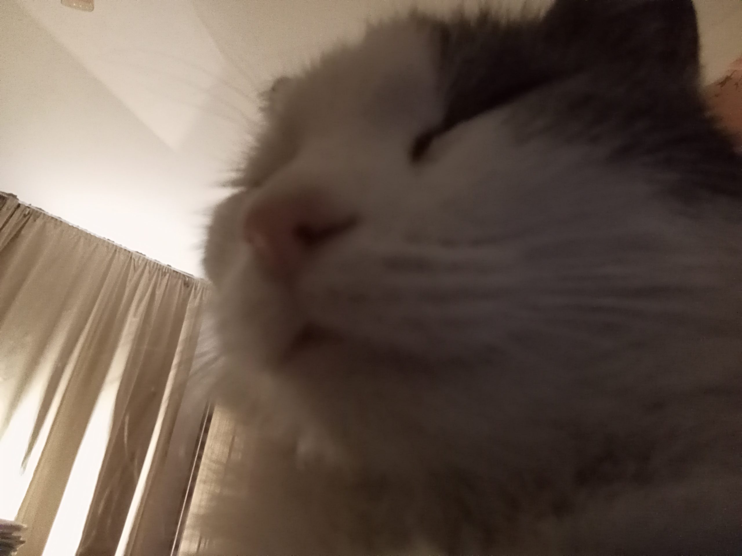 Am adoptat un pisic
