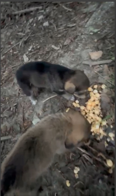 Hranirea Animalelor abandonate!